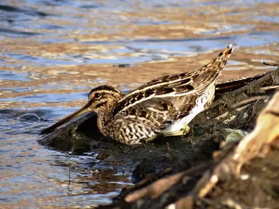 Бекас (Gallinago gallinago). Птицы Европейской России.