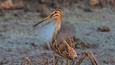 Бекас Gallinago gallinago Common Snipe