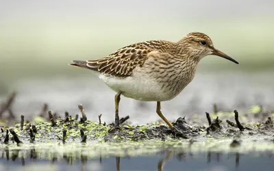 Бекас (Gallinago gallinago) – Астраханский биосферный заповедник