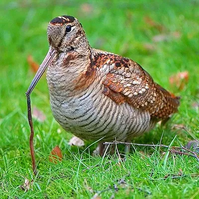 Бекас (Gallinago gallinago). Птицы Дальнего Востока России.