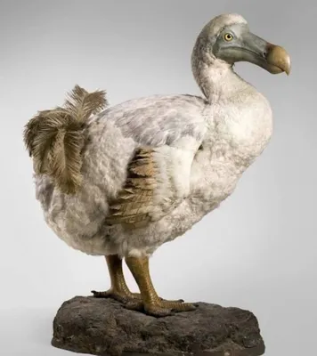 Птица Додо Атлетическое телосложение, …» — создано в Шедевруме
