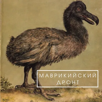 Золотая монета Маврикия \"Птица Додо\" 1988 г.в., 7.78 г чистого золота  (проба 917)