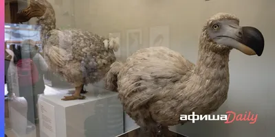 Макет вымершей птицы додо - Окаменелости Зоологического музея  Санкт-Петербурга