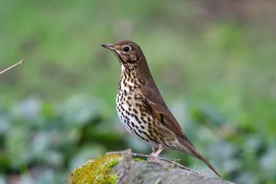 Дрозд певчий (Turdus philomelos)