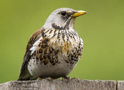 Бурый дрозд (Turdus eunomus). Птицы Сибири.