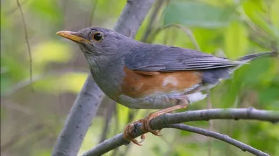 Деряба (Turdus viscivorus)