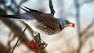 Нарисованная птица дрозд …» — создано в Шедевруме