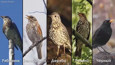 Дрозд рябинник. Птицы Братеевограда (Олег Данкир) / Проза.ру