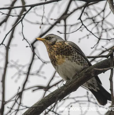 Деряба (Turdus viscivorus)