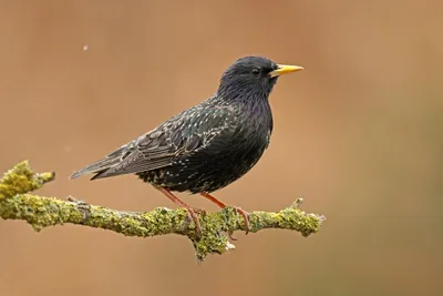 Птица Черный Дрозд Turdus Merula Самец Маленькая Черная Птица Осеннее Время  В Польше Европа — стоковые фотографии и другие картинки Без людей - iStock