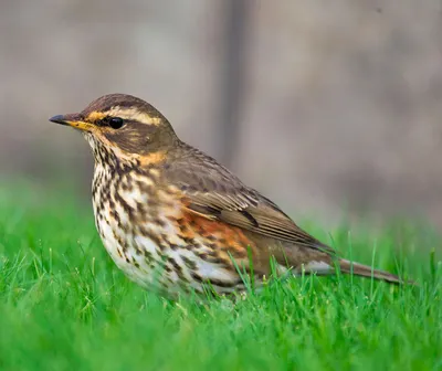 Синий Каменный Дрозд Птица (Monticola Solitarius) Забавные Действия  Фотография, картинки, изображения и сток-фотография без роялти. Image  26565725