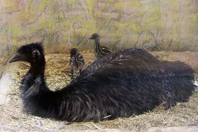 Файл:Emu showing feet.jpg — Википедия