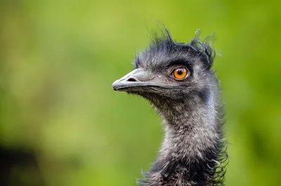 Пин от пользователя Rosalyn Smaill на доске Fauna... Australia's unique  wildlife... | Домашние птицы, Птички, Страусы