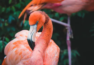 Фотографии птиц фламинго Вид профиля Flamingo Bird с фоновым покрытием Птица  фламинго царапает голову Стоковое Фото - изображение насчитывающей среда,  головка: 165783098