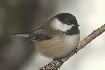 картинки : Гайка, Фауна, филиал, Позвоночный, клюв, Черная шапочка,  Carolina Chickadee, Emberizidae, Птица-птица, Певчий птица, Дикая природа,  Junco 3000x2000 - Iulian Ursache - 1624772 - красивые картинки - PxHere