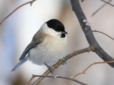 городские птицы | Wild Nature Photo