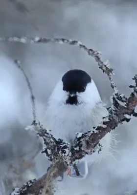 картинки : Tanager, клюв, Дикая природа, Гайка, Птица-птица, организм,  приспособление, Зяблик, растение, Певчий птица, воробей, Green Jay  6000x4000 - ZandroArmas - 1576237 - красивые картинки - PxHere