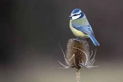 зимующие в Чувашии птицы | Wild Nature Photo