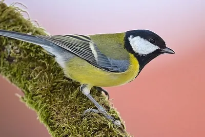 Буроголовая гаичка (пухляк) Parus montanus Willow Tit