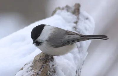 городские птицы | Wild Nature Photo