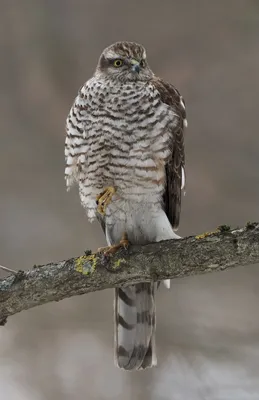 Фото птица Ястреб Red-tailed hawk Животные