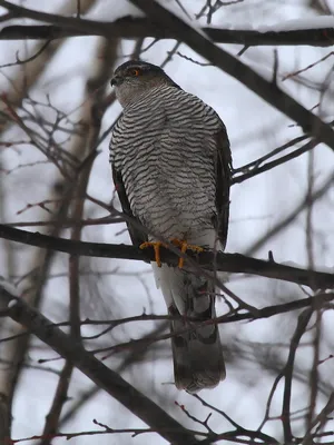 ястреб перепелятник, городские хищники | Wild Nature Photo