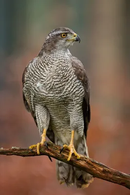 Фотография Птицы Ястреб red-tailed hawk ветка Животные