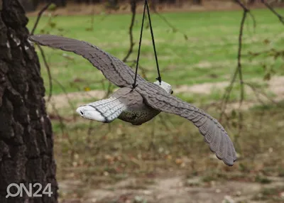 Хищные Птицы Ястребтетеревятник Accipiter Gentilis Птица Сидит На Ветке  Время Охоты Польша Европа — стоковые фотографии и другие картинки Без людей  - iStock