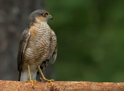 Фотокаталог птиц: Ястреб-перепелятник (Accipiter nisus)