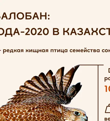 Сапсан В Деле - Самое Быстрое Животное В Мире! Сокол-Сапсан Против Утки,  Пеликана, и даже Змеи! - YouTube