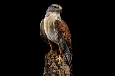 Фотография Ястреб-тетеревятник (Accipiter gentilis) Питомник хищных птиц  заповедника Галичья гора | Фотобанк ГеоФото/GeoPhoto | GetImages Group