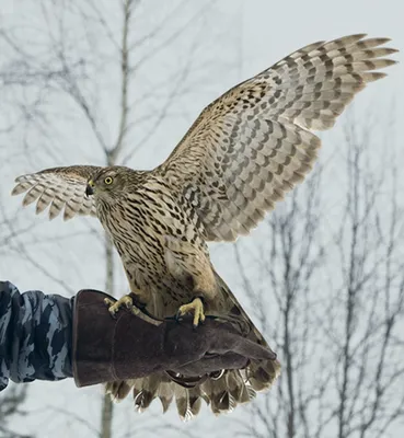 Агуйа, Geranoaetus Melanoleucus, Это Хищная Птица Ястреба И Орла Семьи  Ястребиных. Он Живет В Открытых Районах Южной Америки. Фотография,  картинки, изображения и сток-фотография без роялти. Image 43130830