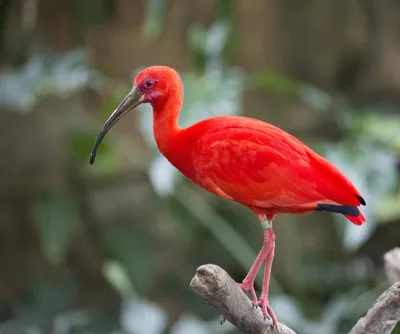 Blackheaded птица Ibis в природе Стоковое Фото - изображение насчитывающей  ибис, головка: 214872470