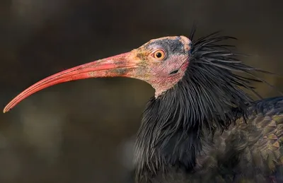 About Wild Animals: Picture of Australian white ibis | Birds of australia,  Australian native birds, Australian birds