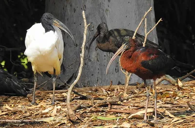 Любители птиц - Священный #ибис / African sacred #ibis... | Facebook