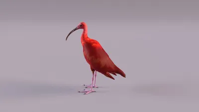 Австралийский Белый Ibis Threskiornis Moluccus, Является Болотная Птица  Семейства Ибис Ибисовые Она Широко Распространена На Большей Части  Австралии Фотография, картинки, изображения и сток-фотография без роялти.  Image 23037261