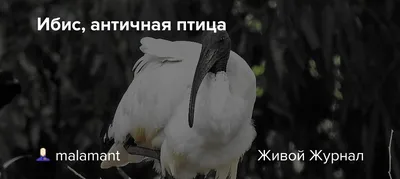 Алый Ибис Птица — стоковые фотографии и другие картинки Красный ибис -  Красный ибис, Летать, Ибис - iStock