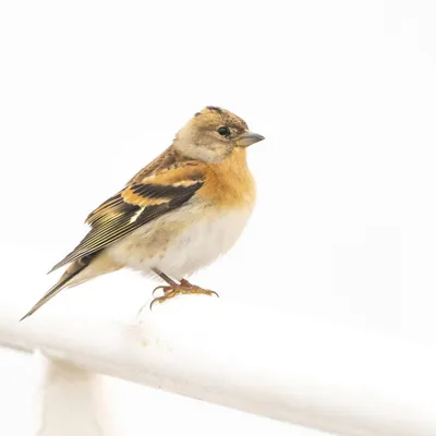 Юрок (Fringilla montifringilla) 📷 Михаил Ездаков | Орнитология. Птицы мира  | ВКонтакте