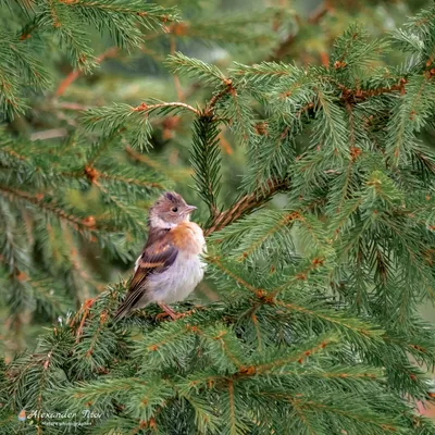 Фото животных: Юрок, или вьюрок (Fringilla montifringilla). Константин  Кислой. Фото животных - ANIMAL PHOTO