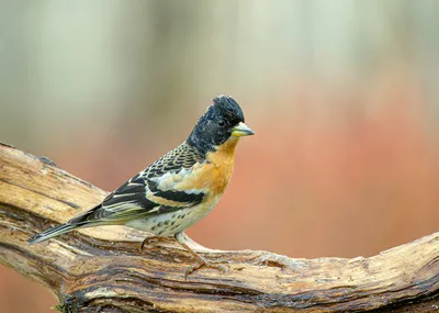 Юрок (Fringilla montifringilla). Птицы Сибири.