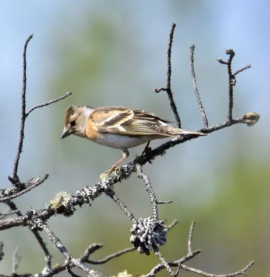 Юрок (Fringilla montifringilla). Птицы Сибири.