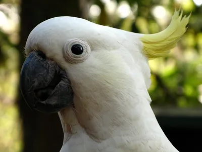 Молуккский какаду ( Cacatua moluccensis) - ручные птенцы из европейских  питомников. - Попугай - птица счаcтья и любви!