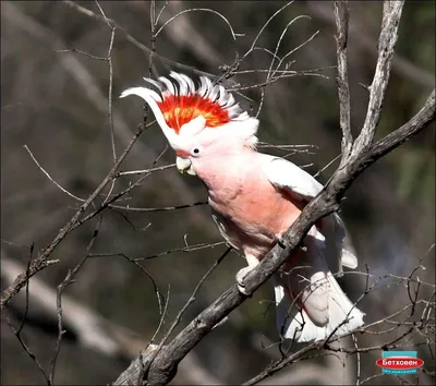 Фото какаду (Cacatuidae) - Ассоциация любителей птиц