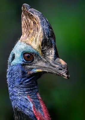 Шлемоносный казуар (Casuarius casuarius) — Зоопарк «Лимпопо» г. Нижний  Новгород – Нижегородский зоопарк