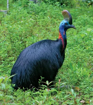 Шлемоносный казуар - eBird