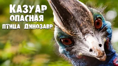 Птица казуар, в профиль, фокус на …» — создано в Шедевруме