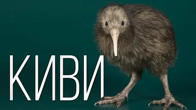 KIWI BIRD: NOT a fruit, but a prehistoric animal with the biggest eggs |  Facts about birds - YouTube