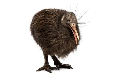 Манукура - в Новой Зеландии умерла уникальная белая птица киви — УНИАН