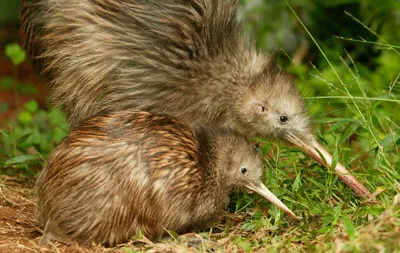 Киви – птица из Новой Зеландии, которая не летает. | ВКонтакте