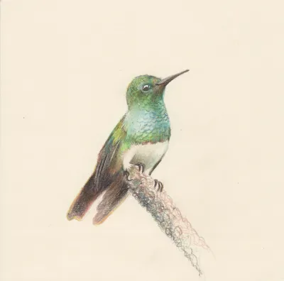 Зеленая малая птица колибри на ветви против чистого голубого неба Стоковое  Фото - изображение насчитывающей тропическо, пинк: 90078642